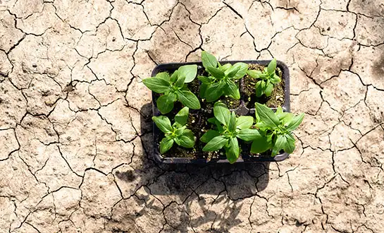 Managing Crop Heat and Drought Stress with Peptide Biostimulants